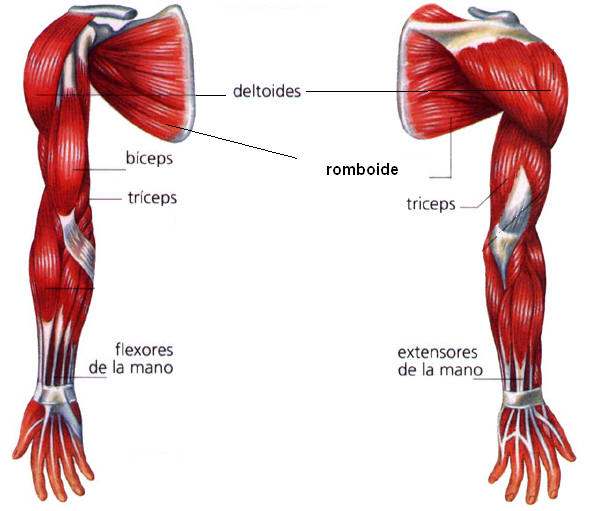 Imágenes del Cuerpo Humano: partes, órganos, huesos y músculos | Todo