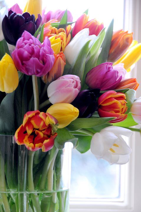  Bonitas imágenes de tulipanes holandeses | Todo imágenes