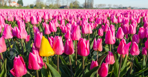 Conspicuous yellow flowering tulip differs greatly from the many pink blooming tulips in the large field of a Dutch bulb grower at the edge of a small village.