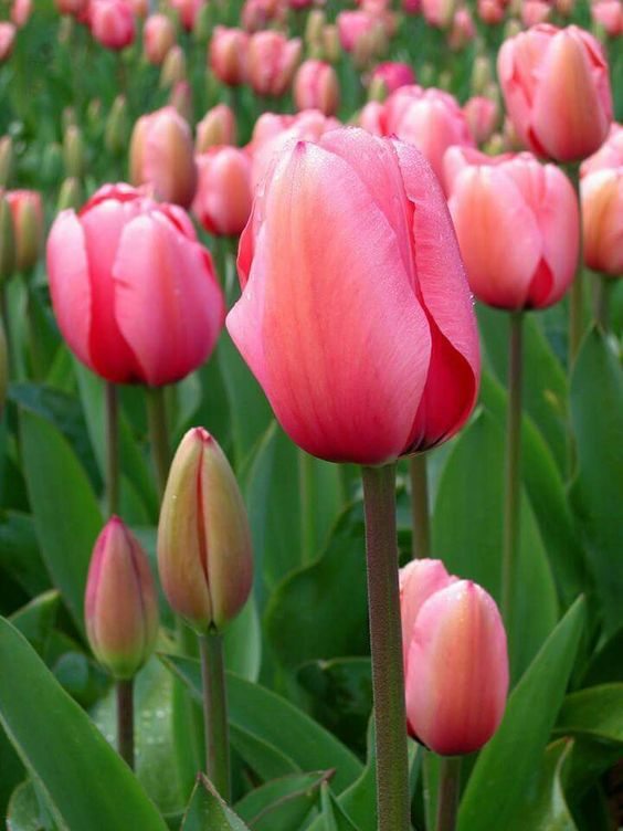  Bonitas imágenes de tulipanes holandeses | Todo imágenes