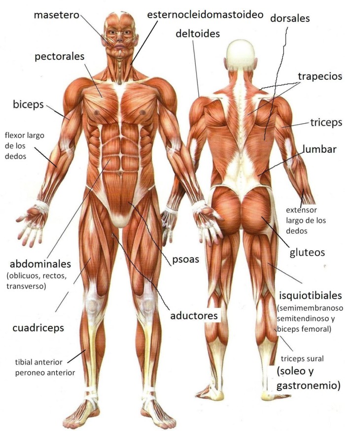 Músculos del Cuerpo Humano » Tipos, Nombres y Funciones 