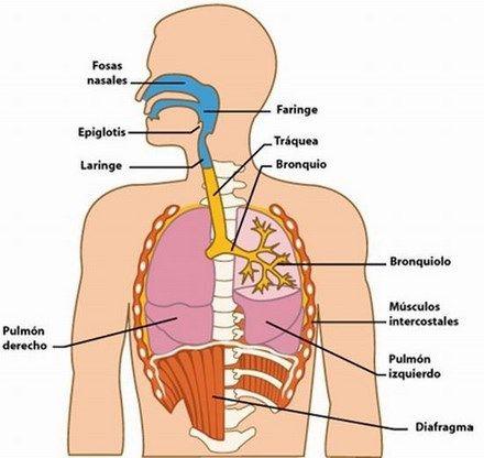Sistema Respiratorio » Aparato Respiratorio, partes 